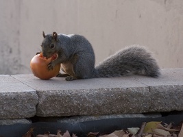 314-8916 Squirrel Eating a Tomato.jpg